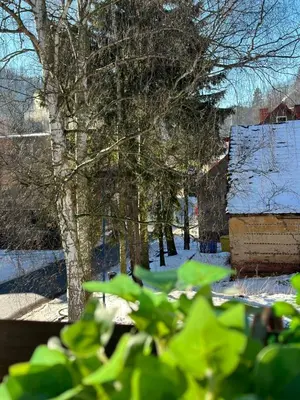 Przyroda w pobliżu tego apartamentu